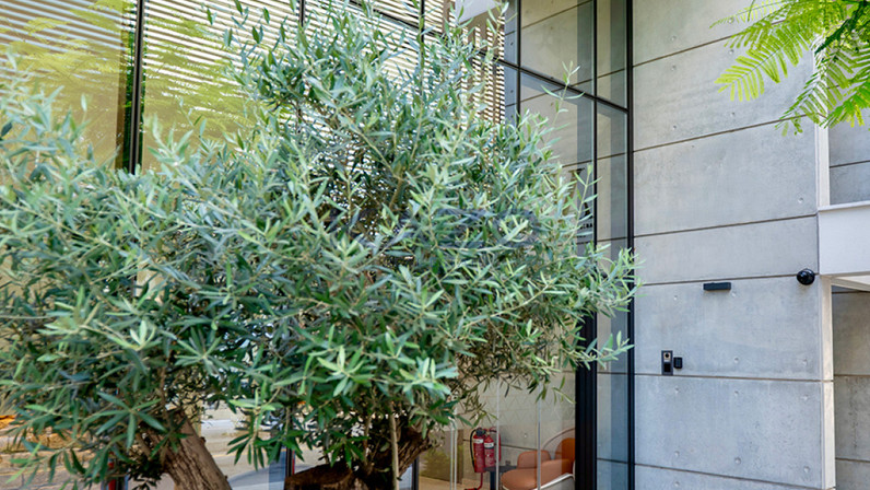 Building 700 m² for rent in City Center - Agia Napa, Limassol, Cyprus