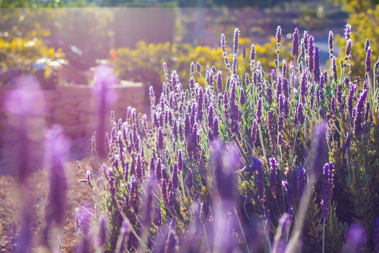 Farm, Ranch or Equestrian in Calp - Image 2