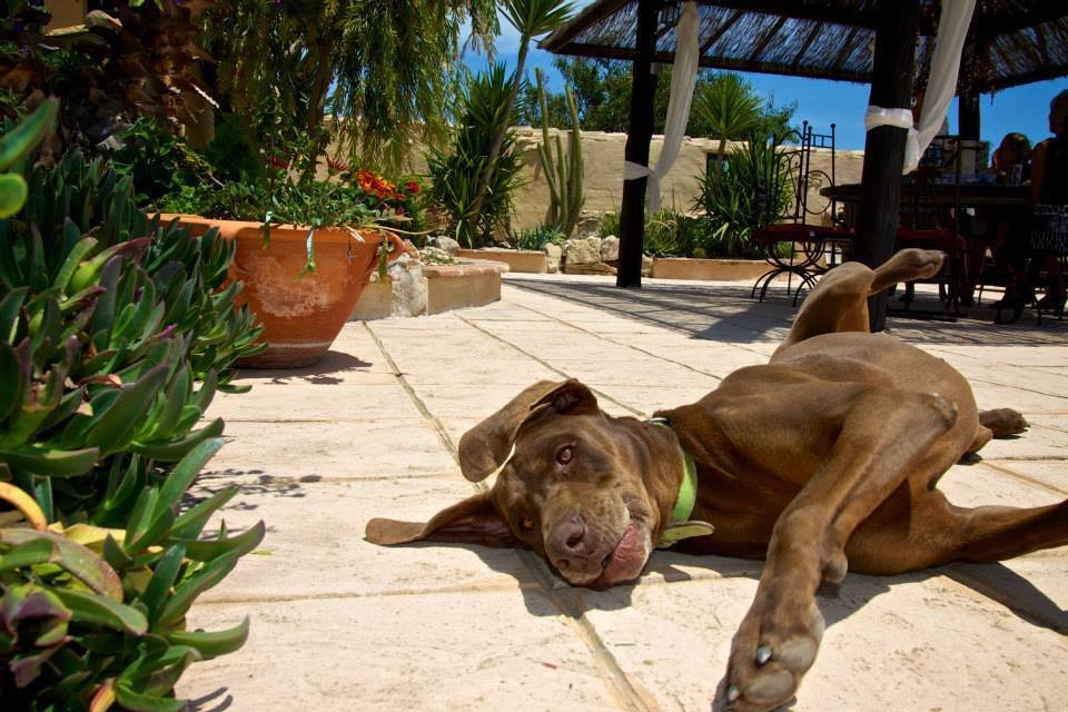 Farm, Ranch or Equestrian in Calp - Image 4