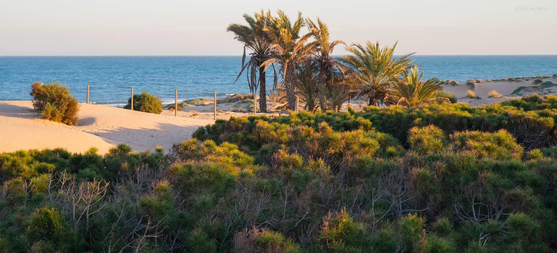 House in Guardamar del Segura - Image 2