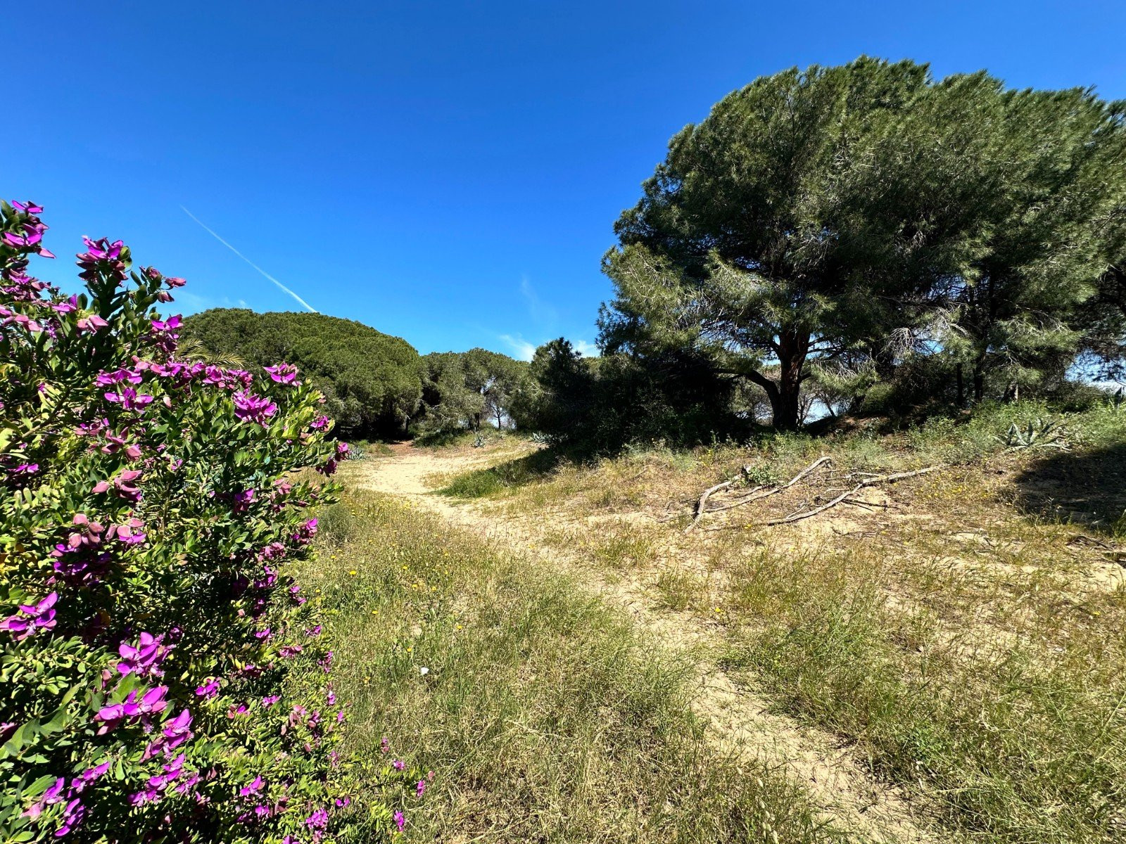 House in Guardamar del Segura - Image 5