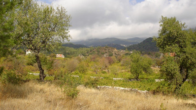 Land For Sale In Pera Pedi Limassol Cyprus
