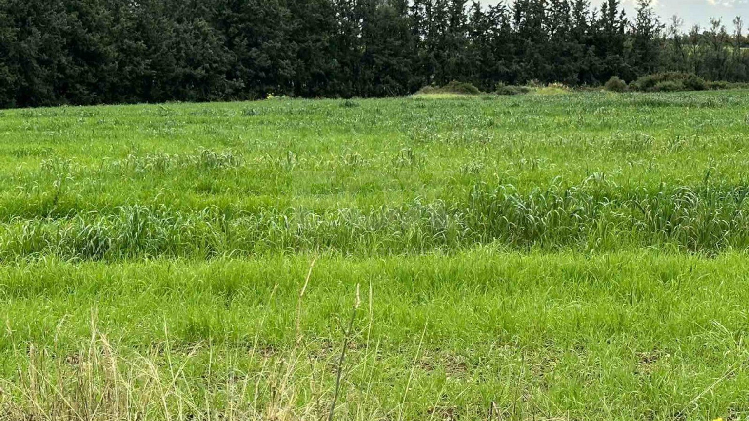 Plot For Sale In Nikokleia Paphos Cyprus