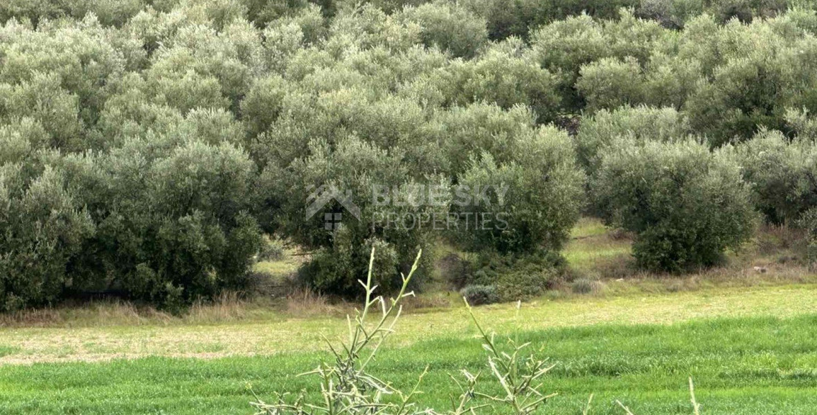 Land For Sale In Nikokleia Paphos Cyprus
