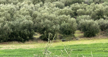 Land For Sale In Nikokleia Paphos Cyprus