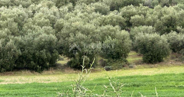 Land For Sale In Nikokleia Paphos Cyprus