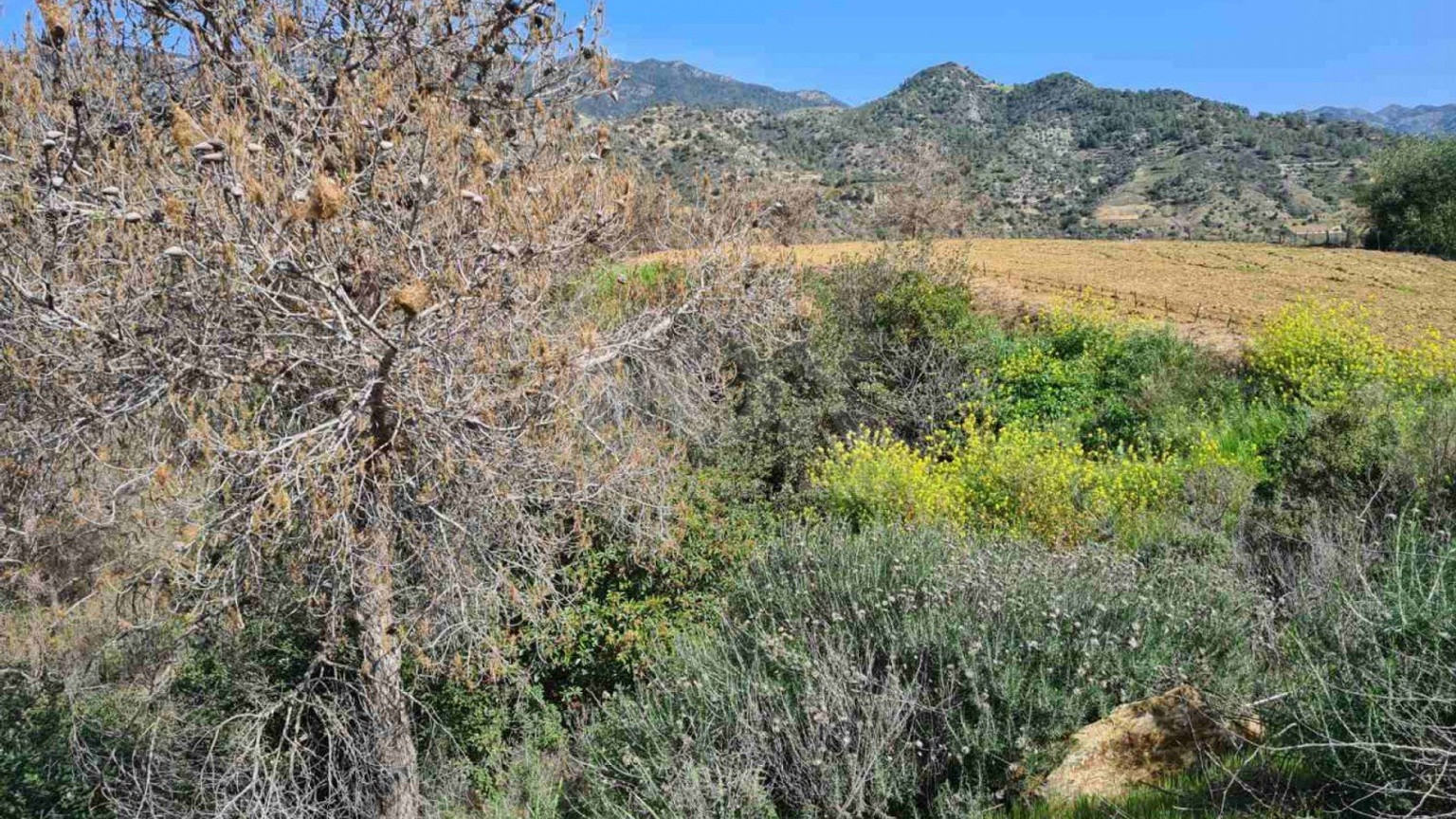 Land For Sale In Kalo Chorio Lemesou Limassol Cyprus