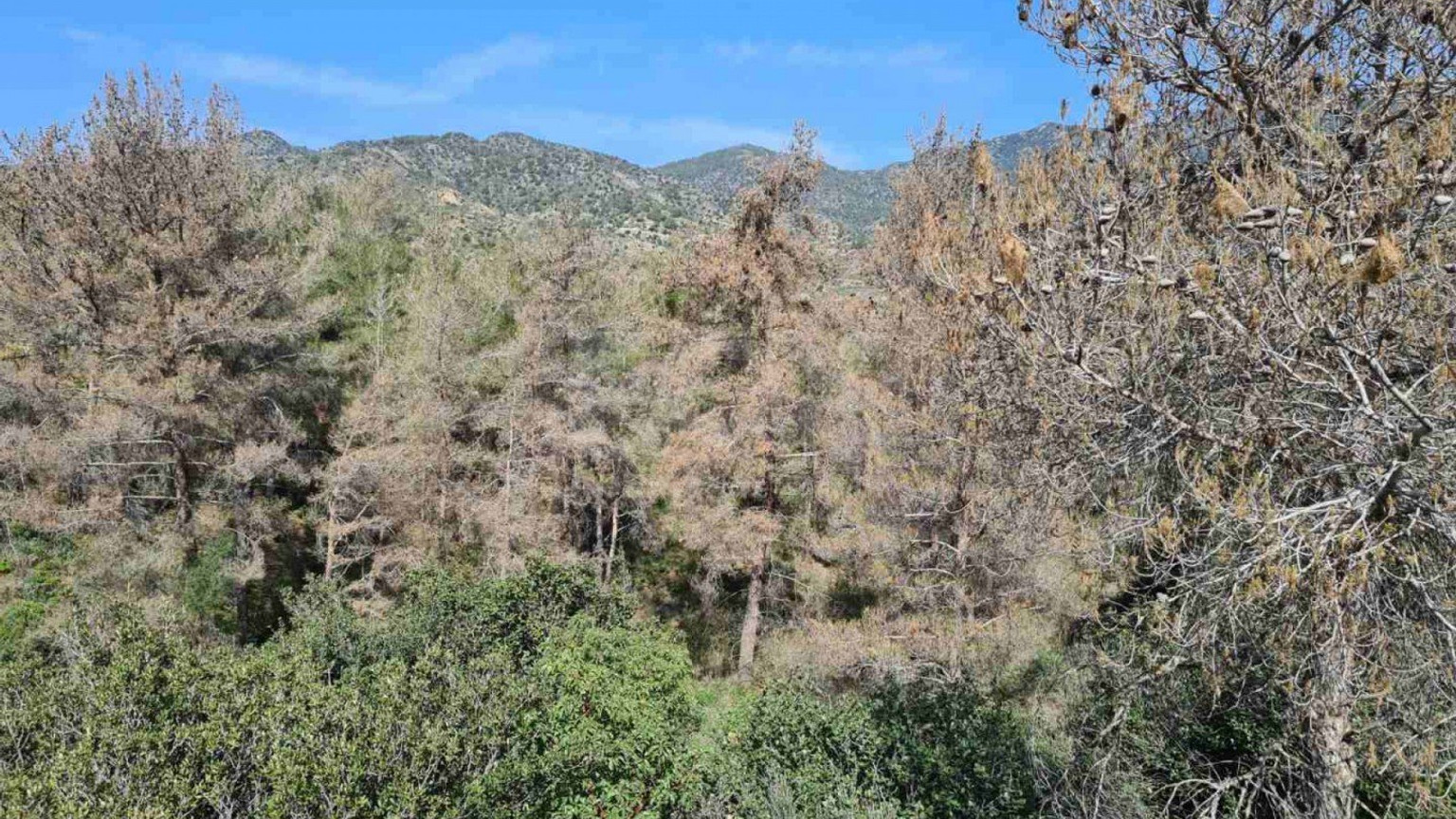 Land For Sale In Kalo Chorio Lemesou Limassol Cyprus