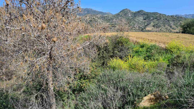 Land For Sale In Kalo Chorio Lemesou Limassol Cyprus