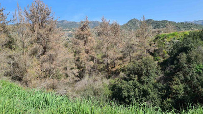 Land For Sale In Kalo Chorio Lemesou Limassol Cyprus