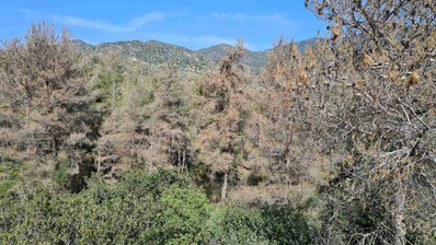Land For Sale In Kalo Chorio Lemesou Limassol Cyprus