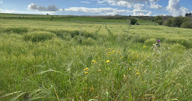 Land For Sale In Anarita Paphos Cyprus