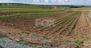 Land In Anarita Paphos Cyprus