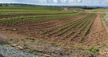 Land In Anarita Paphos Cyprus