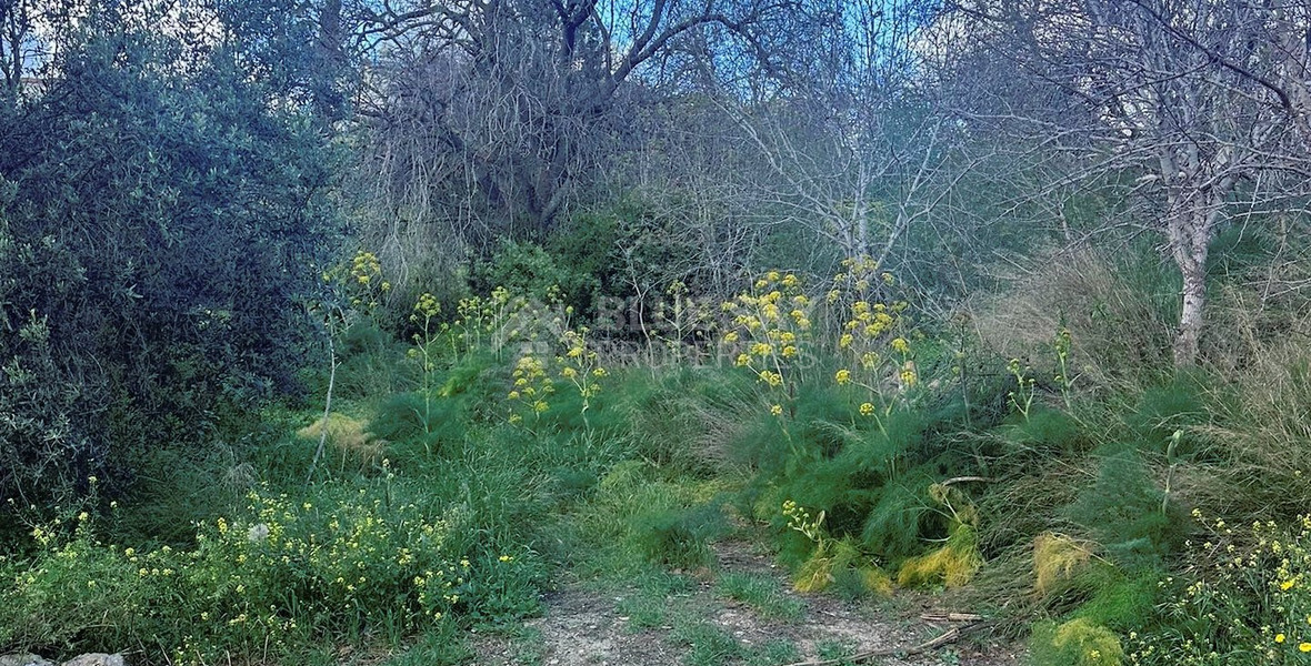 Land In Tremithousa Paphos Cyprus