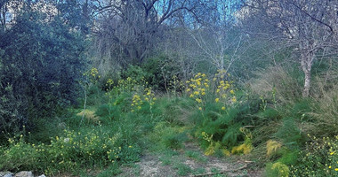 Land In Tremithousa Paphos Cyprus