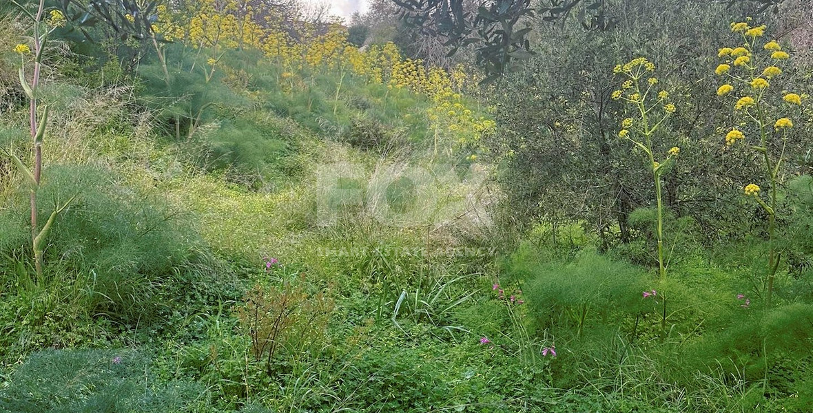 Land In Tremithousa Paphos Cyprus