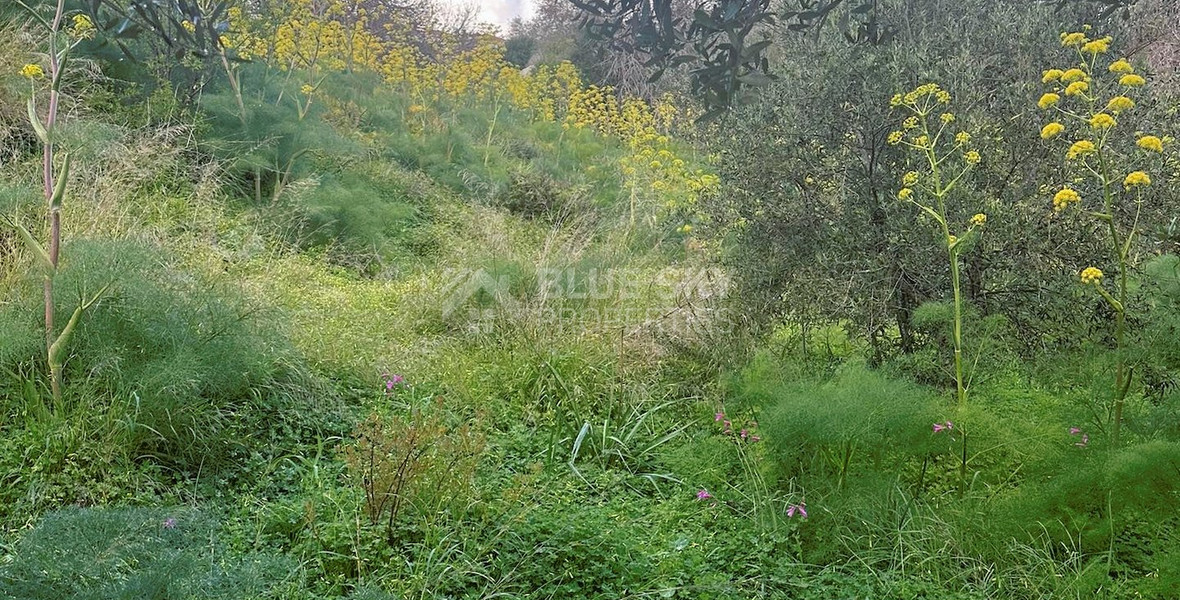 Land In Tremithousa Paphos Cyprus