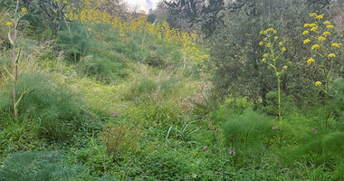 Land In Tremithousa Paphos Cyprus