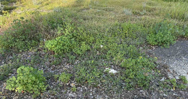 Plot For Sale In Anarita Paphos Cyprus