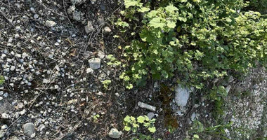 Plot For Sale In Anarita Paphos Cyprus