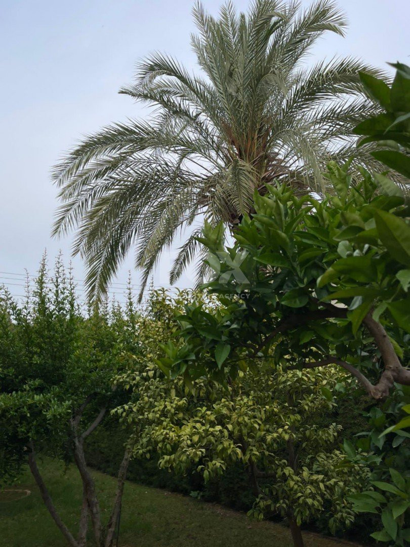 3 Bed House To Rent In Coral Bay Paphos Cyprus