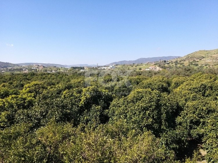 Exclusive Investment Opportunity in Moni, Limassol – A Green Oasis Awaits