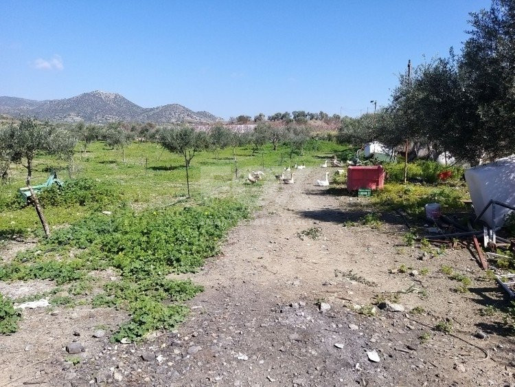 Exclusive Investment Opportunity in Moni, Limassol – A Green Oasis Awaits