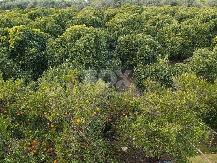 Exclusive Investment Opportunity in Moni, Limassol – A Green Oasis Awaits