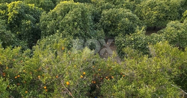 Exclusive Investment Opportunity in Moni, Limassol – A Green Oasis Awaits