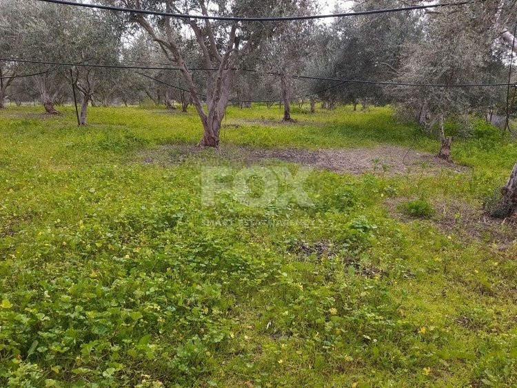 Exclusive Investment Opportunity in Moni, Limassol – A Green Oasis Awaits