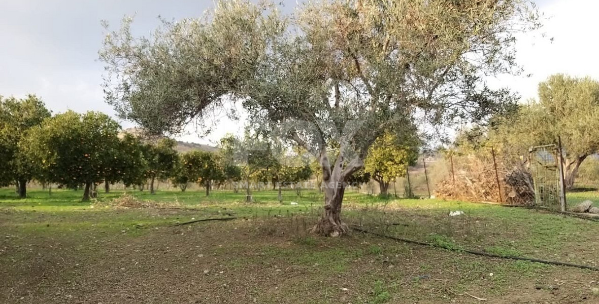Exclusive Investment Opportunity in Moni, Limassol – A Green Oasis Awaits
