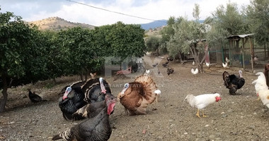 Exclusive Investment Opportunity in Moni, Limassol – A Green Oasis Awaits