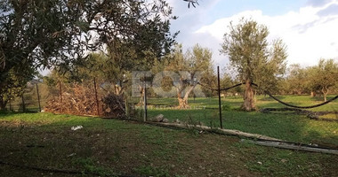 Exclusive Investment Opportunity in Moni, Limassol – A Green Oasis Awaits
