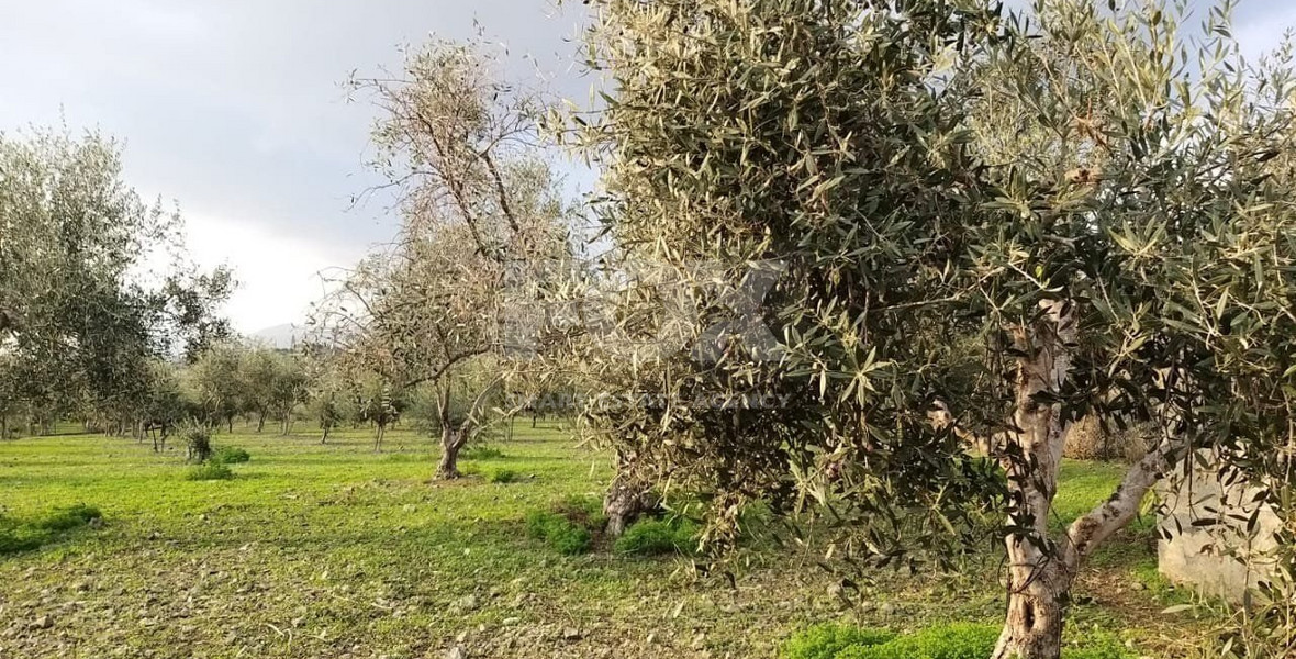 Exclusive Investment Opportunity in Moni, Limassol – A Green Oasis Awaits