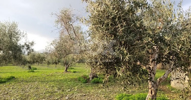 Exclusive Investment Opportunity in Moni, Limassol – A Green Oasis Awaits