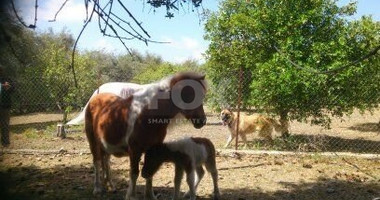 Exclusive Investment Opportunity in Moni, Limassol – A Green Oasis Awaits