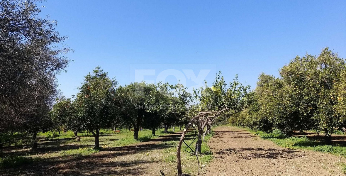 Exclusive Investment Opportunity in Moni, Limassol – A Green Oasis Awaits