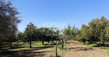 Exclusive Investment Opportunity in Moni, Limassol – A Green Oasis Awaits