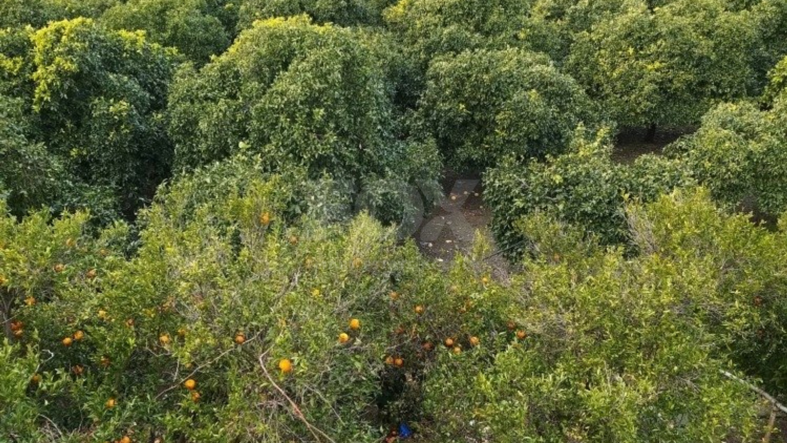 51,088 sq.m. Farm for Sale in Moni Limassol | Prime Agricultural & Villa Land