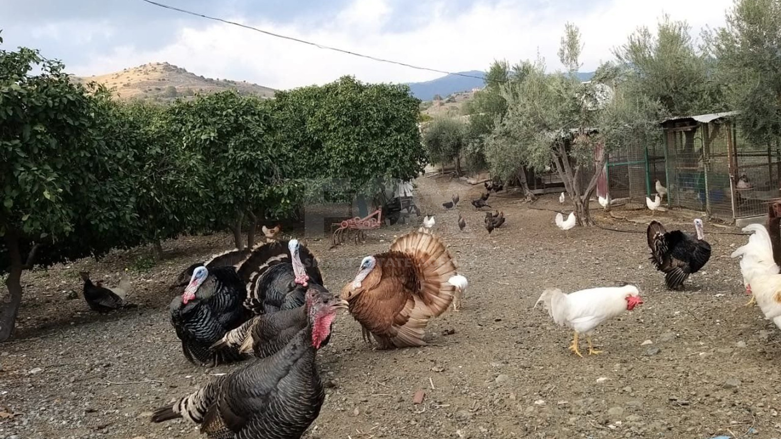 51,088 sq.m. Farm for Sale in Moni Limassol | Prime Agricultural & Villa Land
