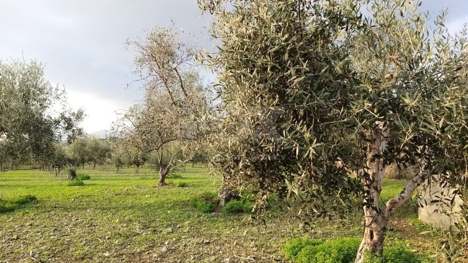 51,088 sq.m. Farm for Sale in Moni Limassol | Prime Agricultural & Villa Land