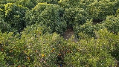 51,088 sq.m. Farm for Sale in Moni Limassol | Prime Agricultural & Villa Land