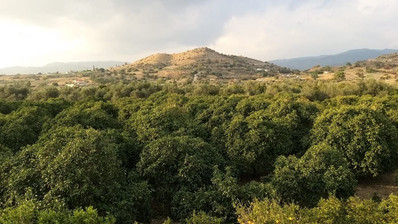 51,088 sq.m. Farm for Sale in Moni Limassol | Prime Agricultural & Villa Land