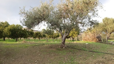 51,088 sq.m. Farm for Sale in Moni Limassol | Prime Agricultural & Villa Land