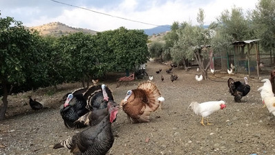 51,088 sq.m. Farm for Sale in Moni Limassol | Prime Agricultural & Villa Land