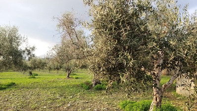 51,088 sq.m. Farm for Sale in Moni Limassol | Prime Agricultural & Villa Land