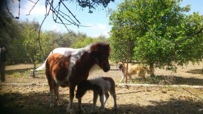 51,088 sq.m. Farm for Sale in Moni Limassol | Prime Agricultural & Villa Land