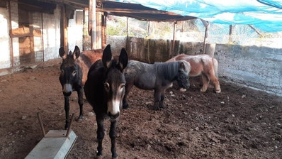 51,088 sq.m. Farm for Sale in Moni Limassol | Prime Agricultural & Villa Land
