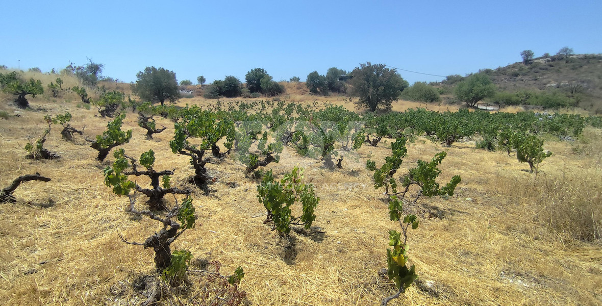 Agricultural land for sale in Agios Ambrosios, Limassol